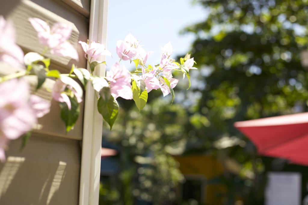 Jaco Lodge Quiet Place (Adults Only) ภายนอก รูปภาพ